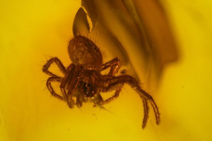 Fossil Spider (Araneae) in Baltic Amber #142206